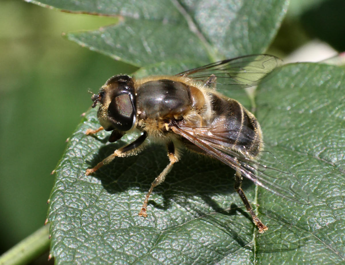 Eristalis sp. femmina ?